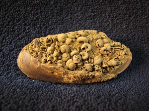Škeble Pseudoanodonta s drobnými plži
